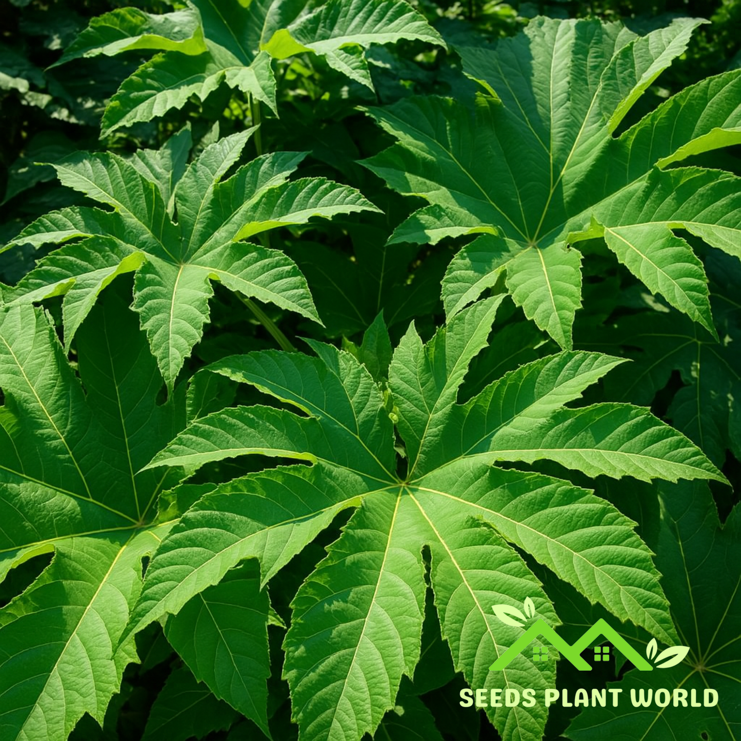 5 Steroidal Giant Seeds (Tetrapanax Papyrifera) – Huge Tropical Foliage Plant