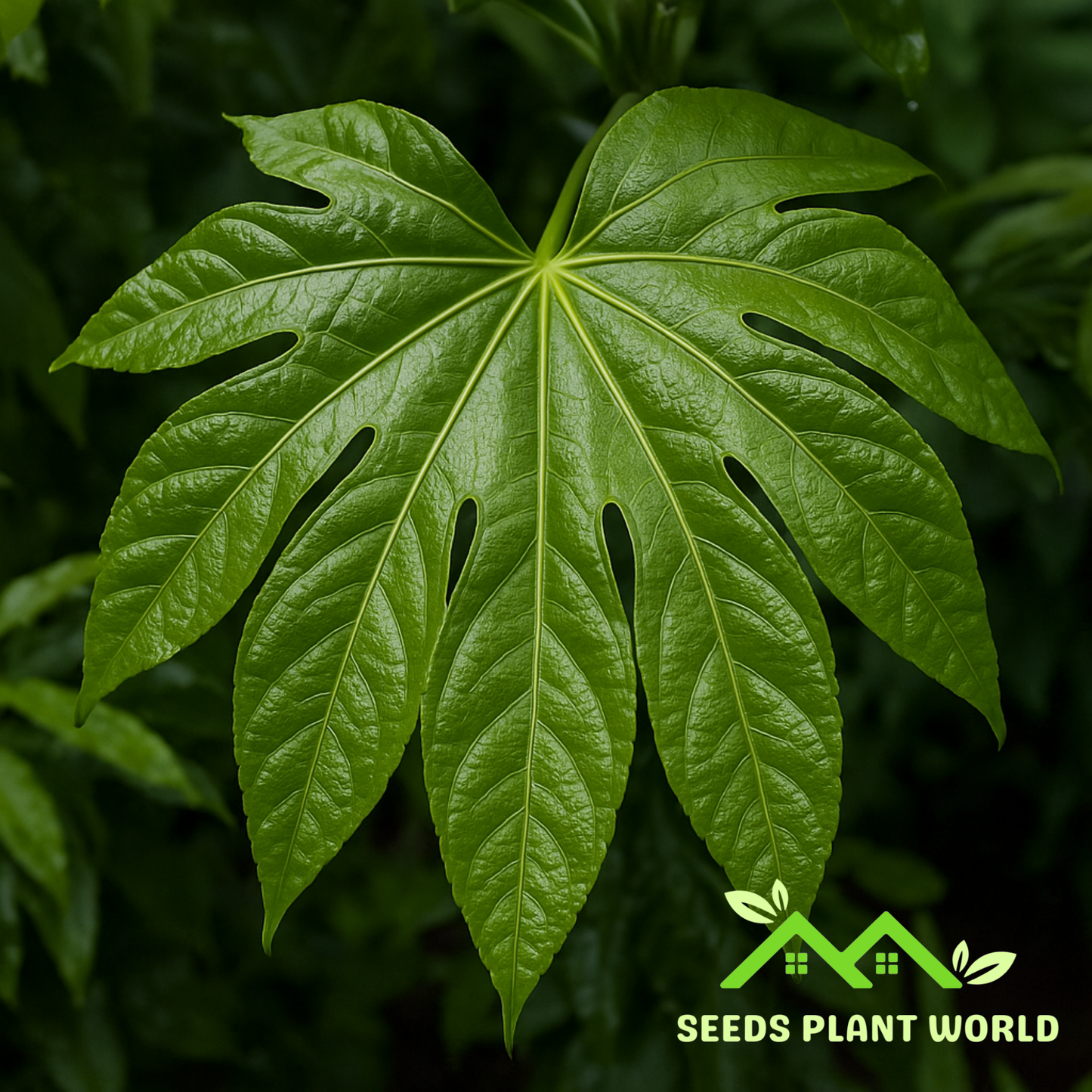 5 Fatsia Japonica Seeds – Hardy Japanese Aralia for Tropical Foliage