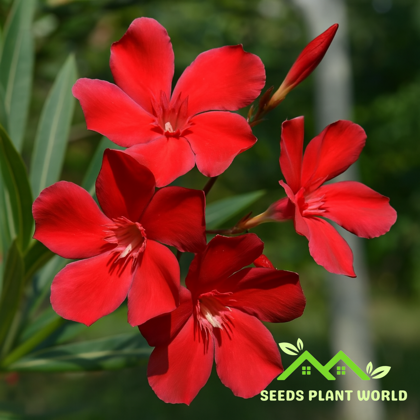 5 Nerium Oleander Hardy Red Oleander Seeds For Planting