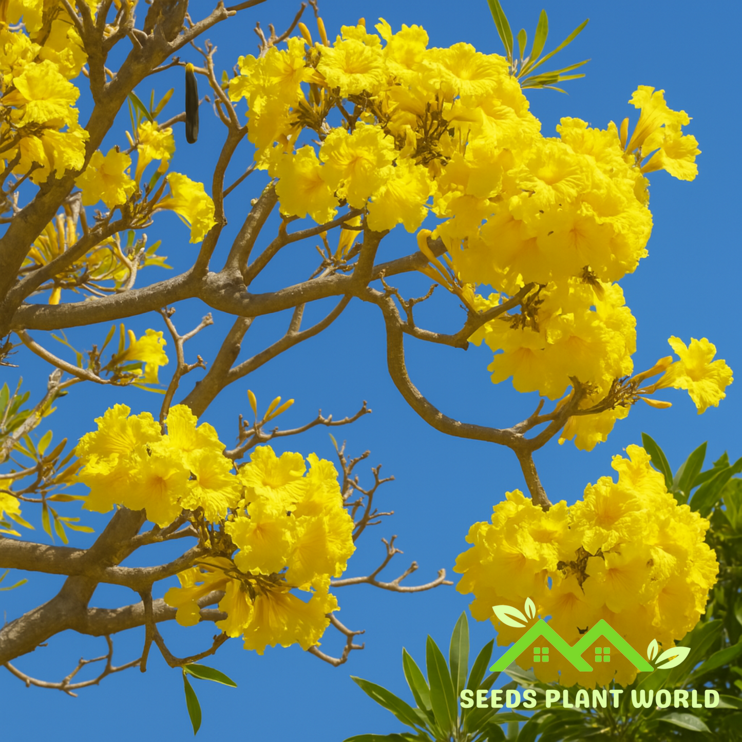5 Tabebuia Aurea Yellow Trumpet Tree Seeds For Planting