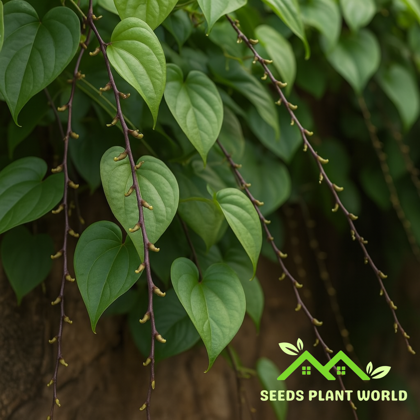 5 Purple Yam Seeds (Dioscorea Alata) – Nutritious Tropical Tuber