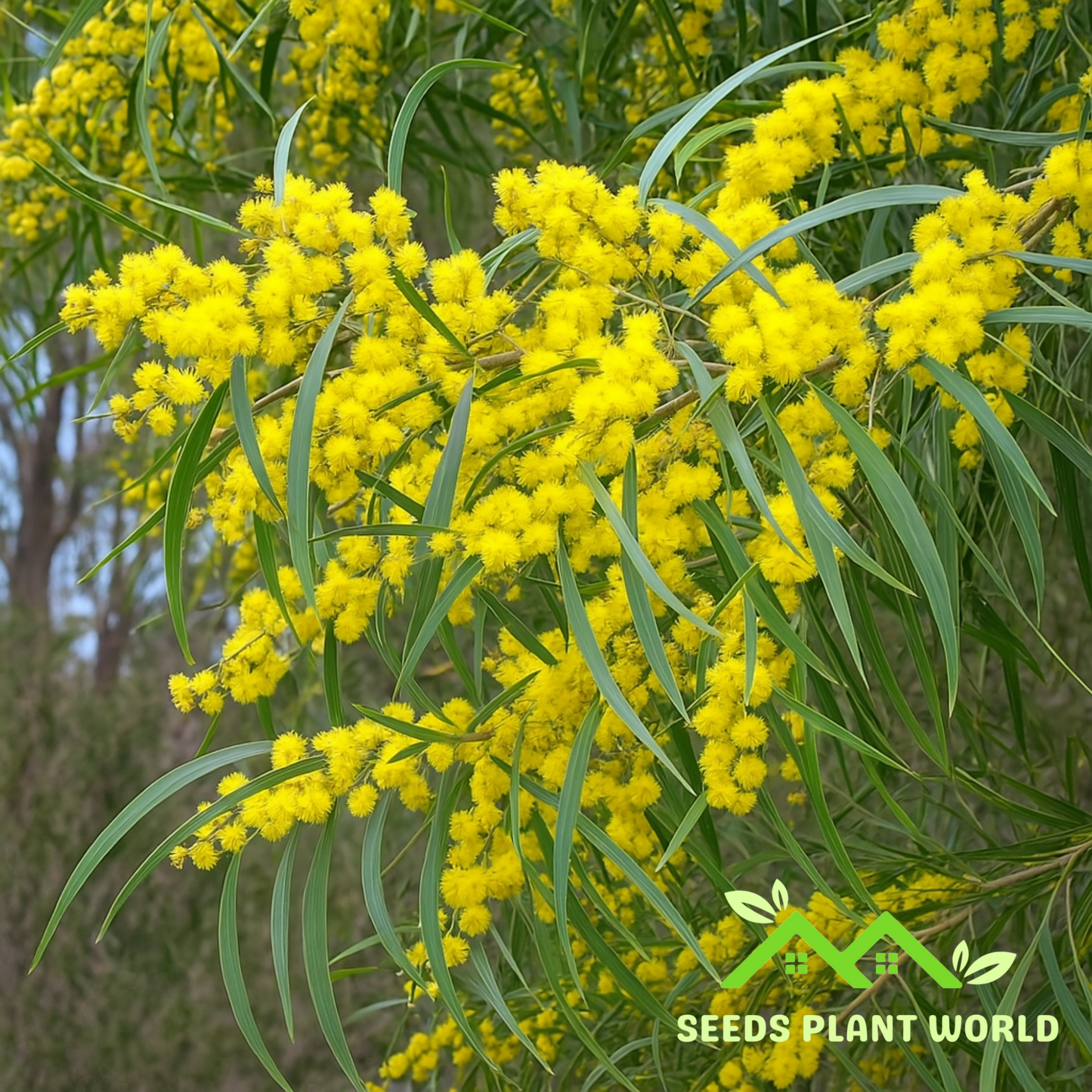 5 Acacia Confusa Hardy Acacia Seeds For Planting