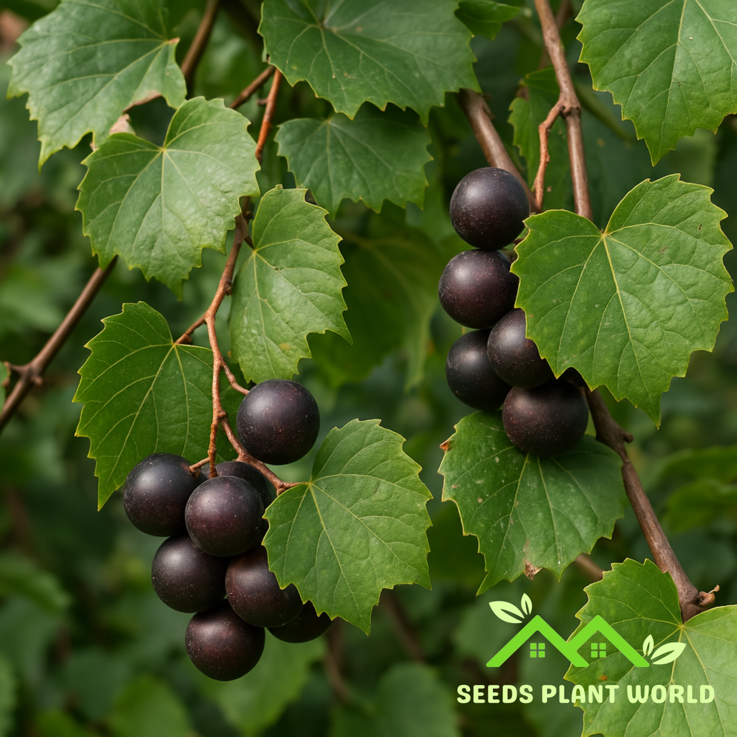 5 Muscadine Grape Seeds (Vitis Rotundifolia) – Native Southern Fruit