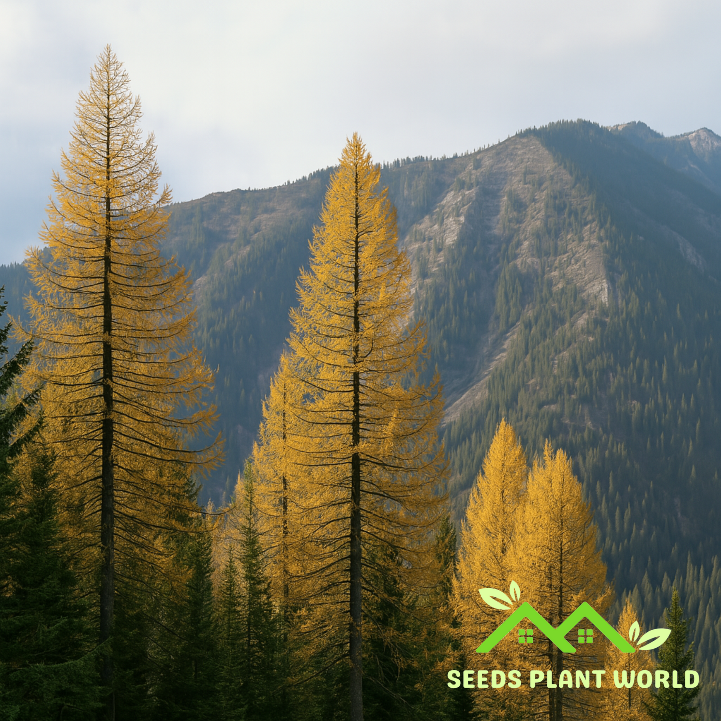 5 Larix Occidentalis Western Larch Tree Seeds For Planting