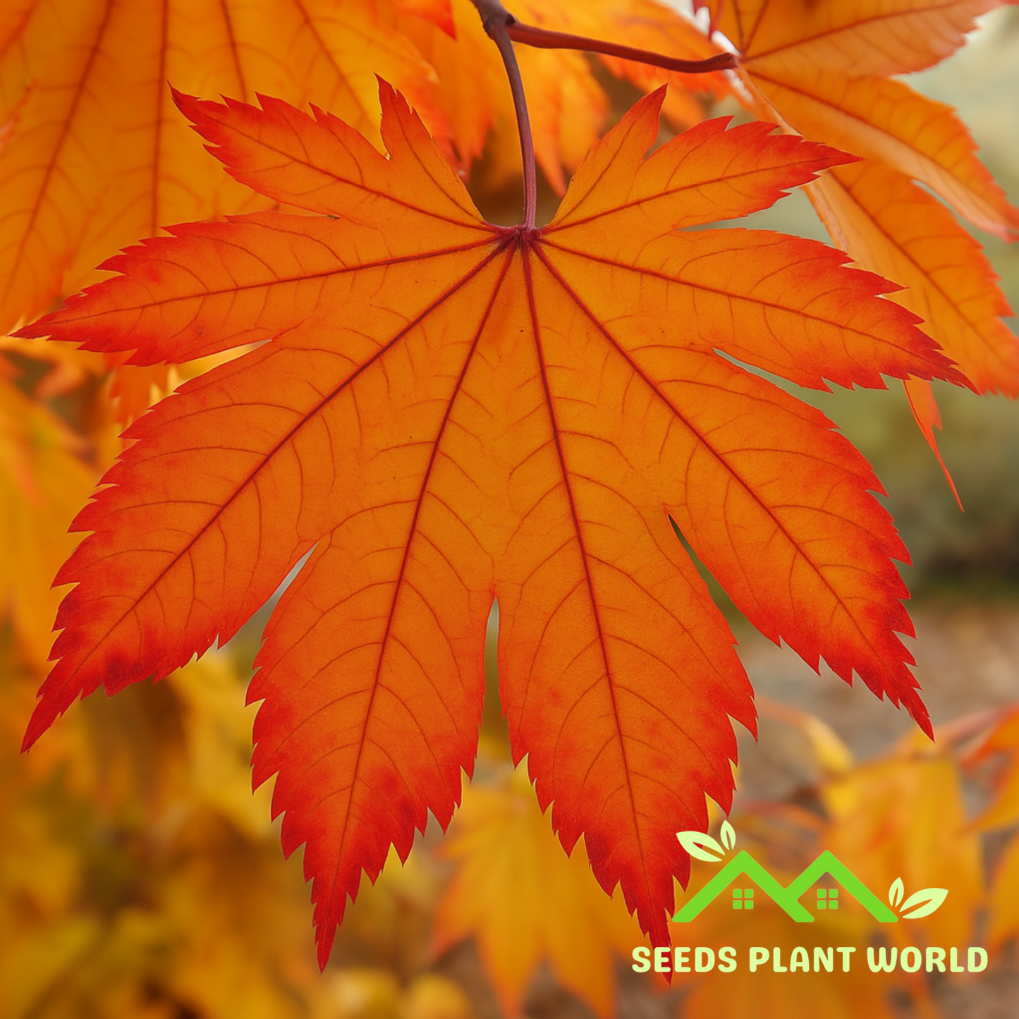 5 Acer Japonicum Meigetsu Japanese Fullmoon Maple Seeds For Planting