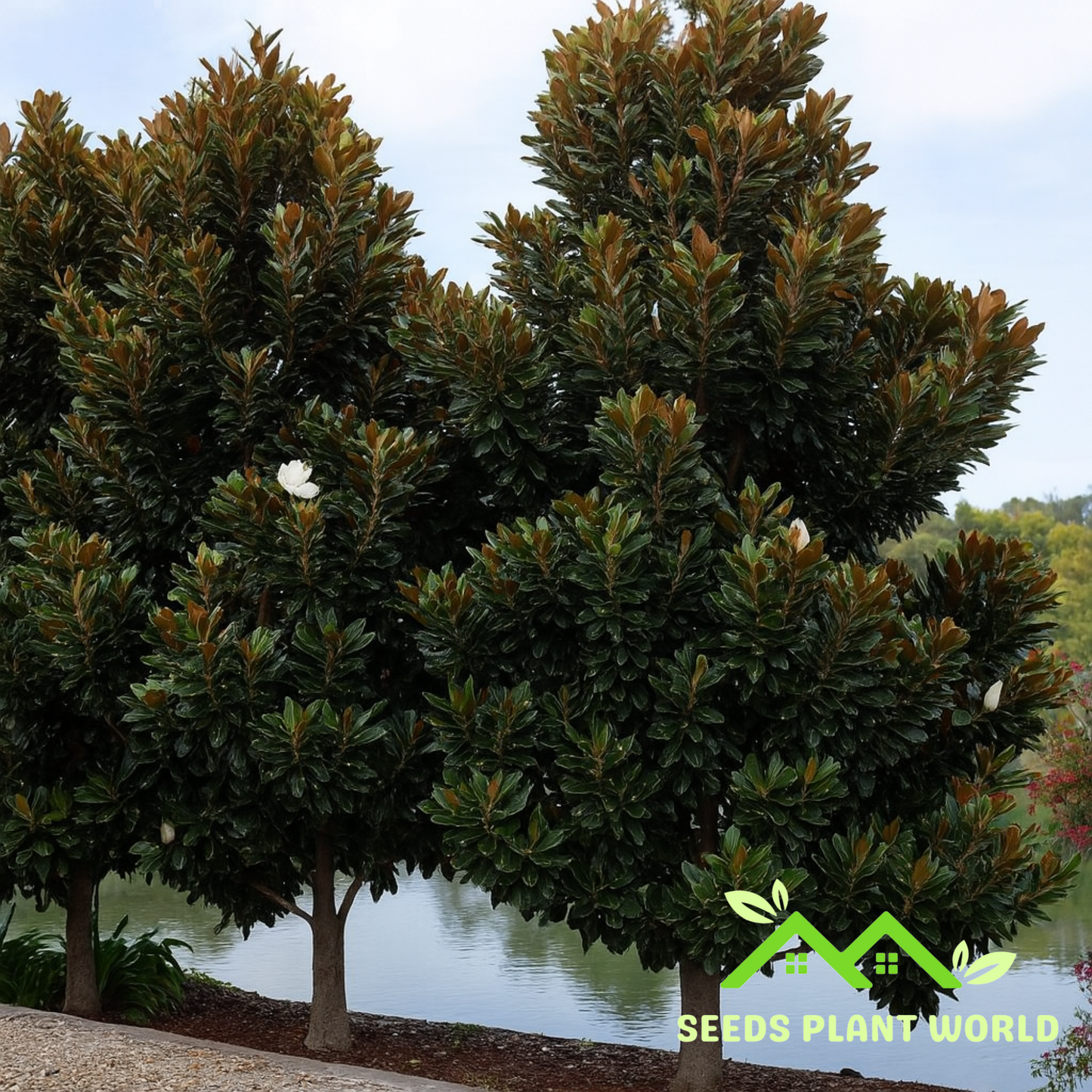 5 Magnolia Grandiflora Little Gem Southern Magnolia seeds For Planting