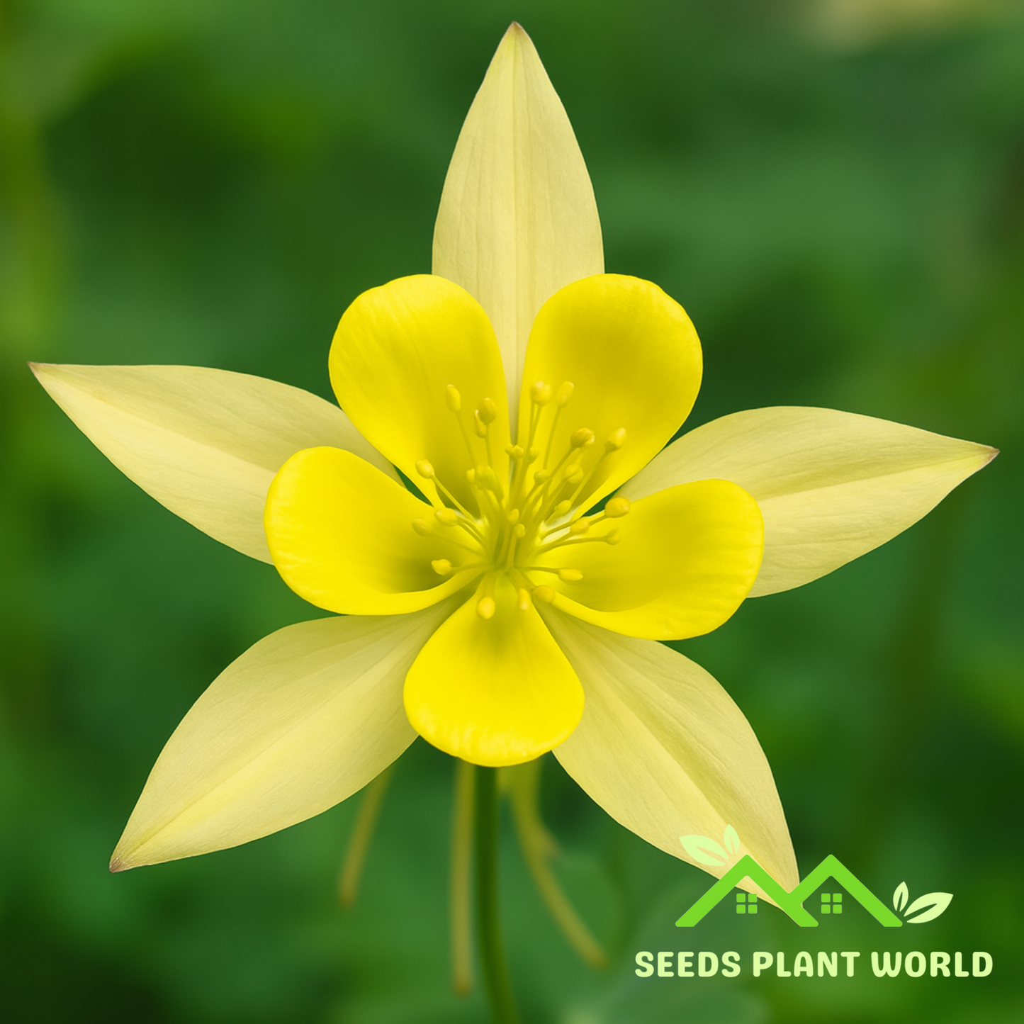 50 Yellow Columbine Flower Flowers Bloom Perennial Seeds