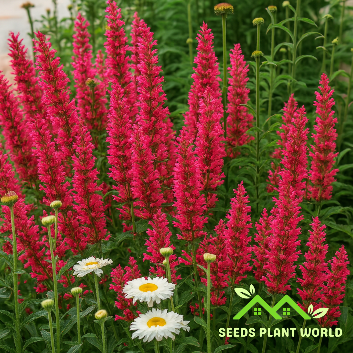 100 Raspberry Hyssop Agastache Flower Flowers Perennial Seeds