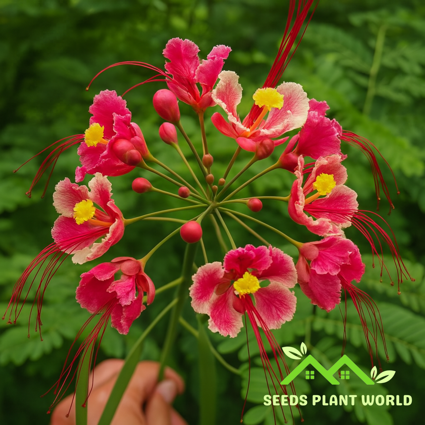 5 Caesalpinia Pulcherrima Pink Bird Of Paradise Shrub Seeds For Planting
