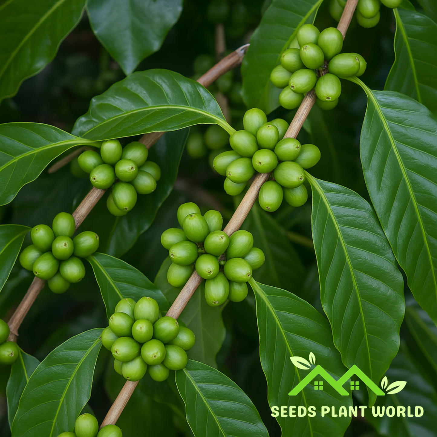 5 Coffee Arabica Nana Dwarf Coffee Plant Seeds For Planting