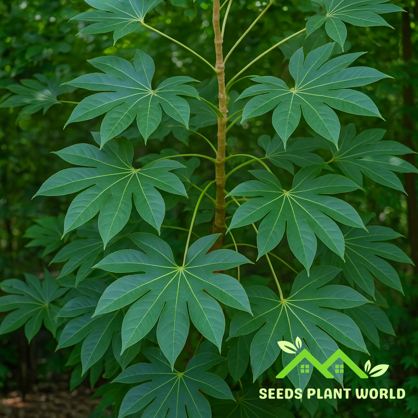 5 Kalopanax Septemlobus Aralia Tree Seeds For Planting
