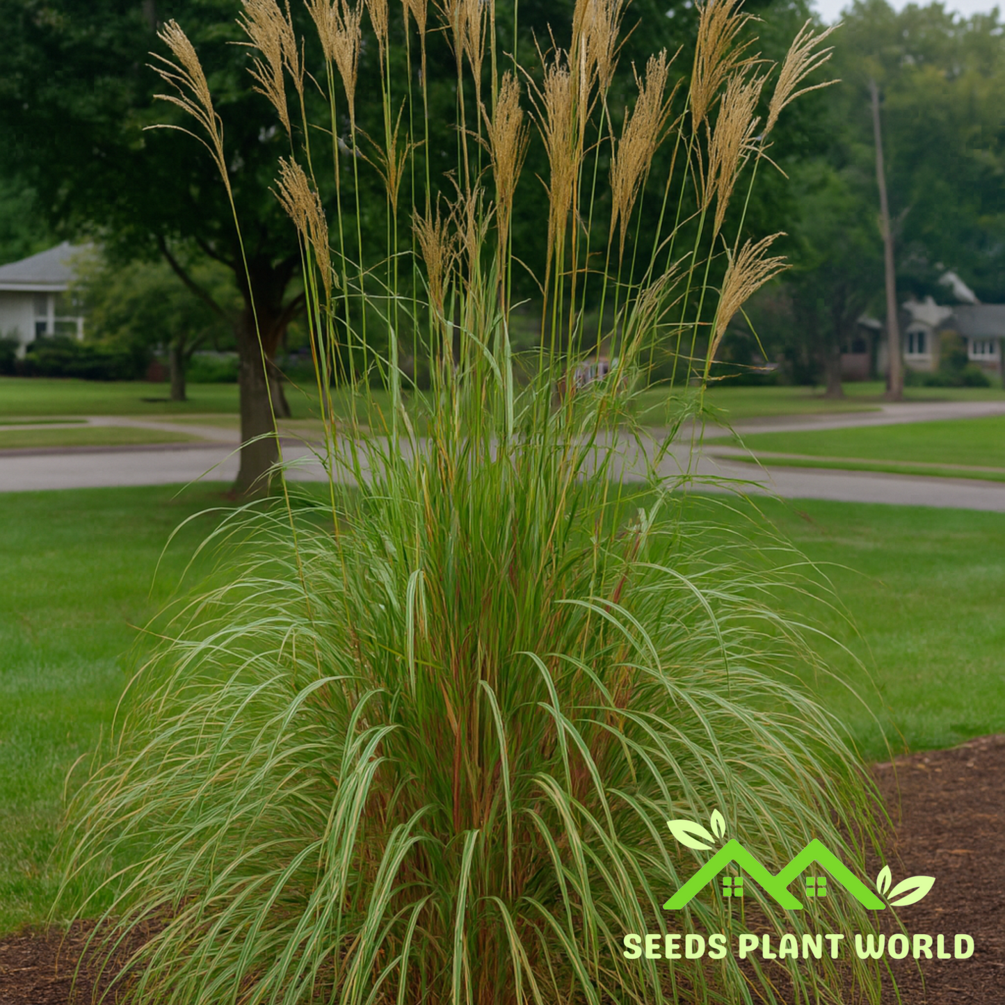 10 Erianthus Ravennae Hardy Pampas Grass Seeds For Planting