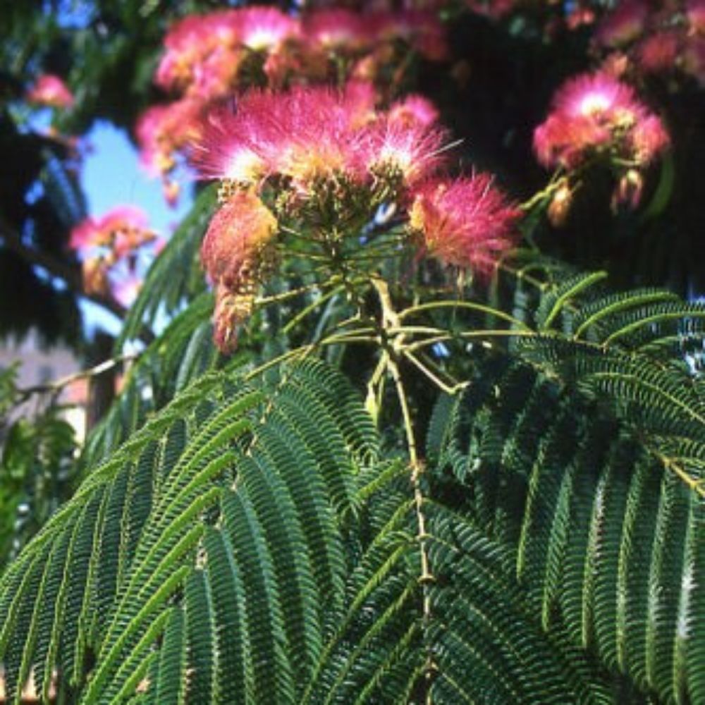 10 Albizia Julibrissin Cold Hardy Mimosa Tree Seeds For Planting | www.seedsplantworld.com