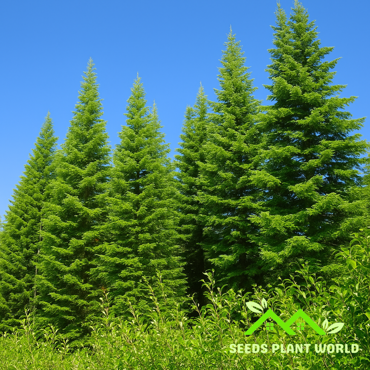 5 Abies Magnifica Silvertip Fir Tree Seeds For Planting