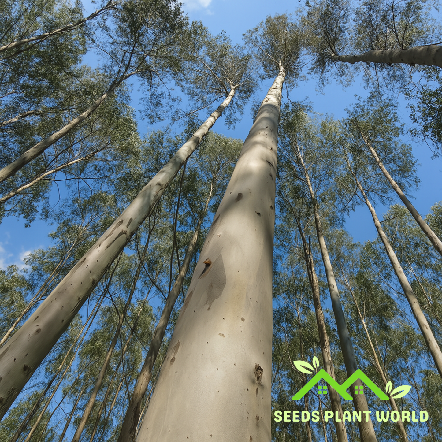 10 Eucalyptus Nitens Cold Hardy Seeds For Planting