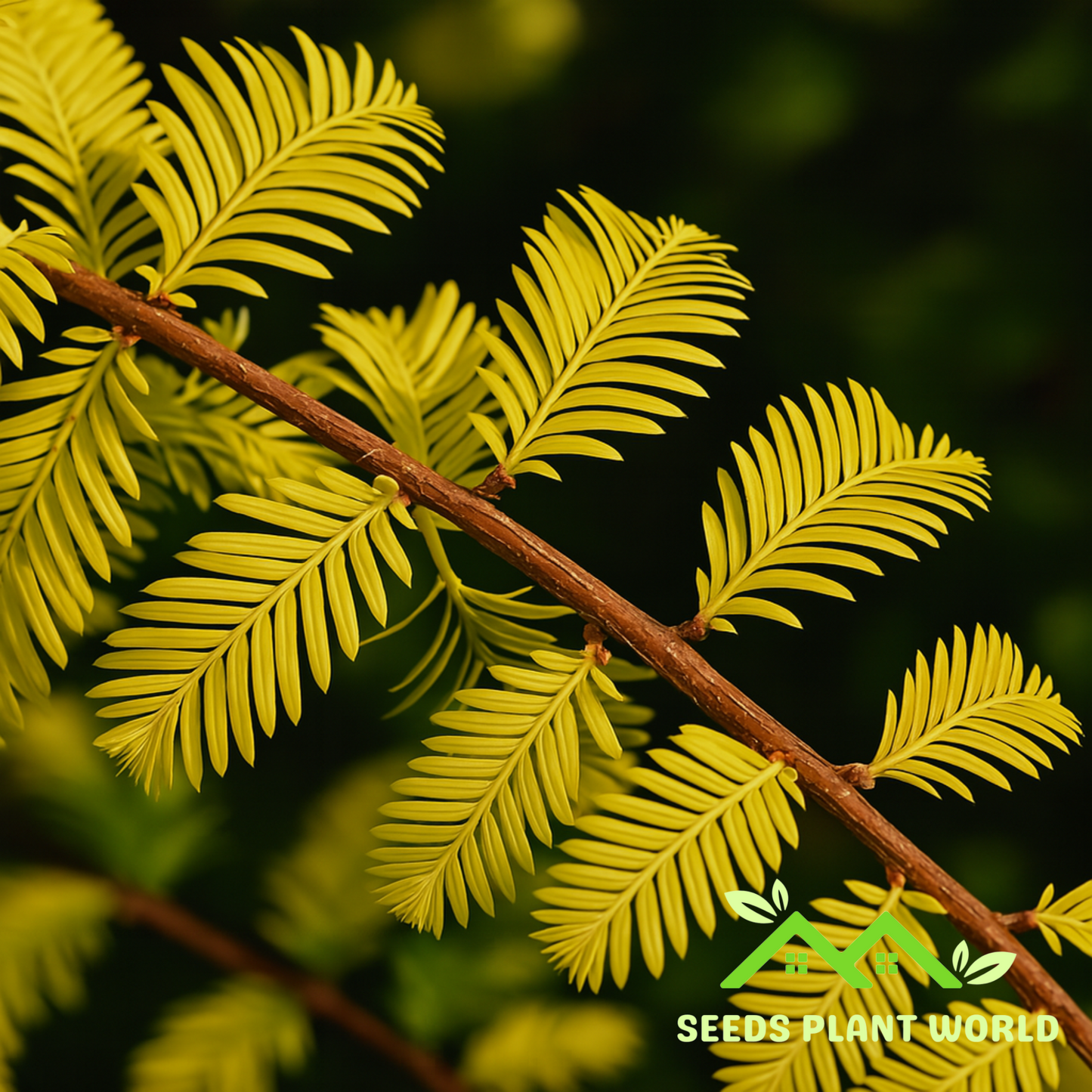 10 Metasequoia Gold Rush Golden Dawn Redwood Seeds For Planting