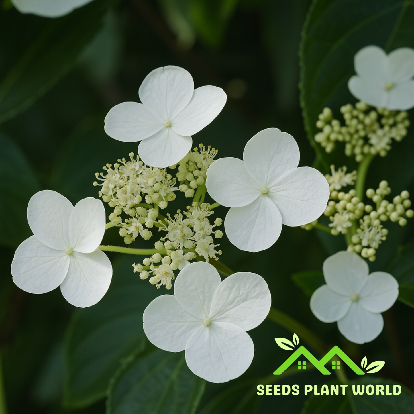 10 Hydrangea Anomala Petiolaris Climbing Hydrangea Seeds For Planting