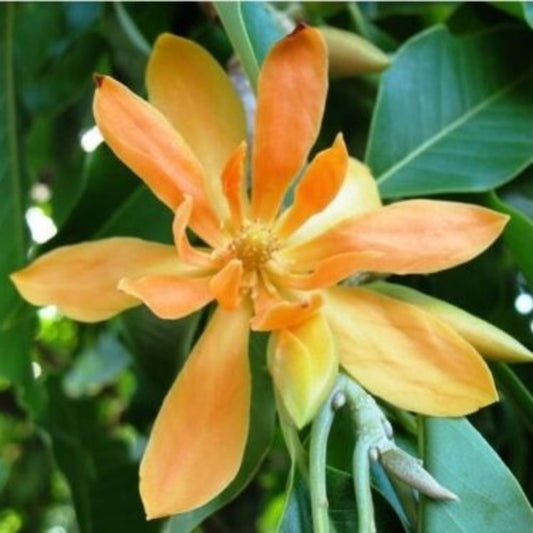 5 Michelia Champaca Evergreen Extremely Fragrant Flowers Seeds For Planting | www.seedsplantworld.com