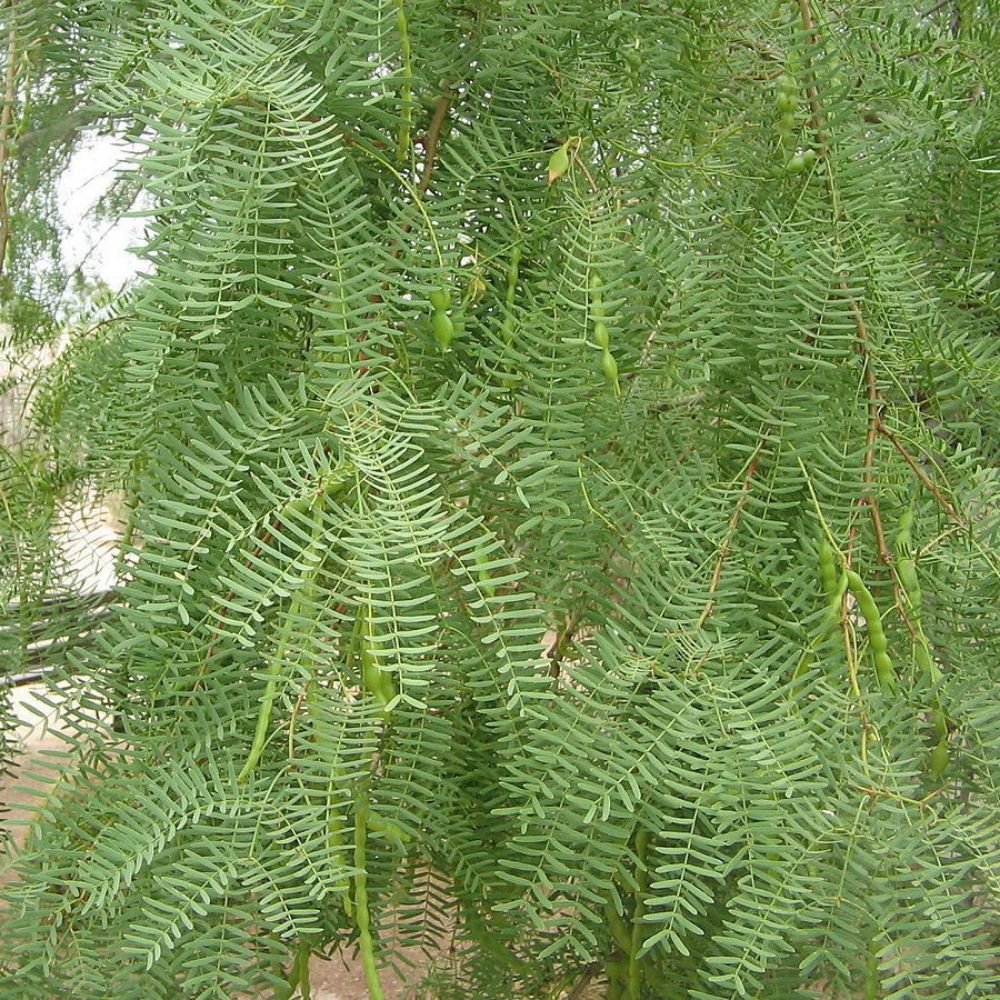 5 Prosopis Glandulosa Honey Mesquite Tree Seeds For Planting &ndash; Seeds