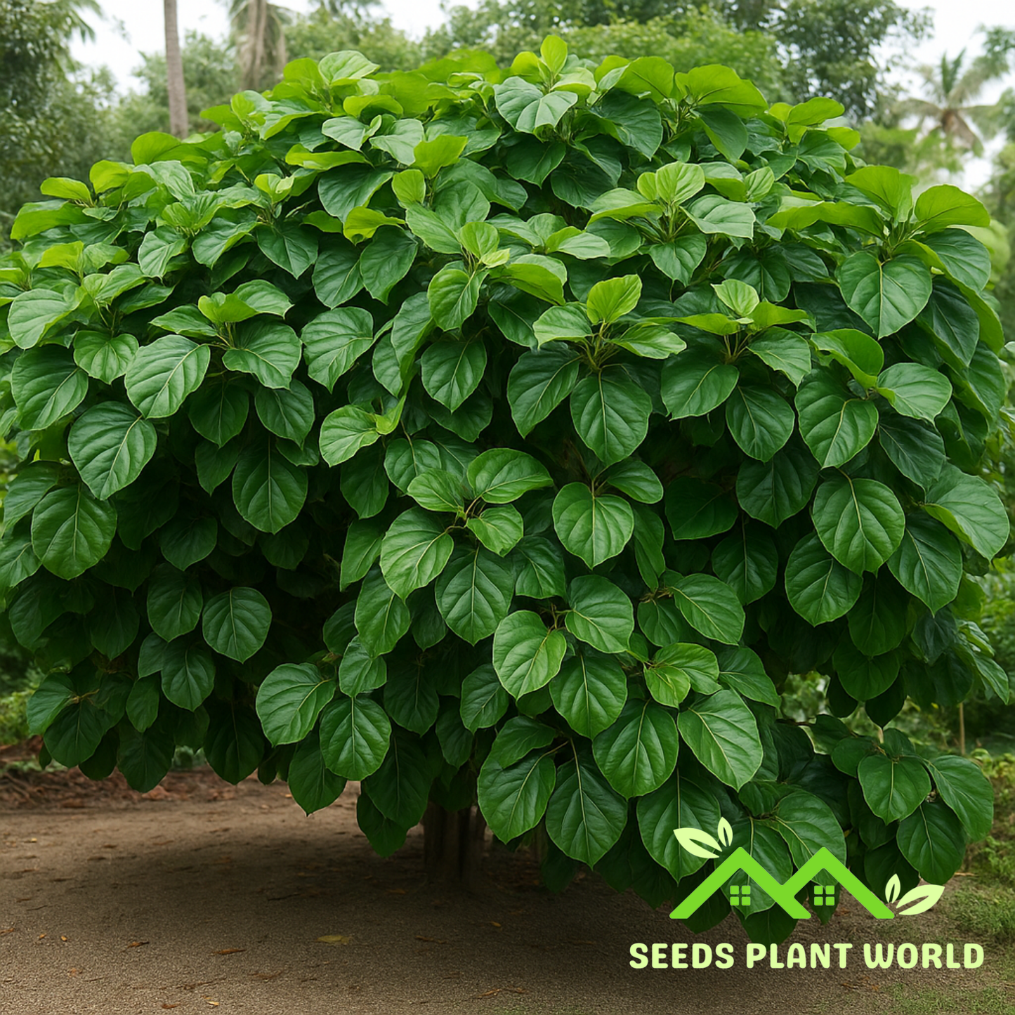 5 Ficus Roxburghii Roxburgh Fig Seeds For Planting