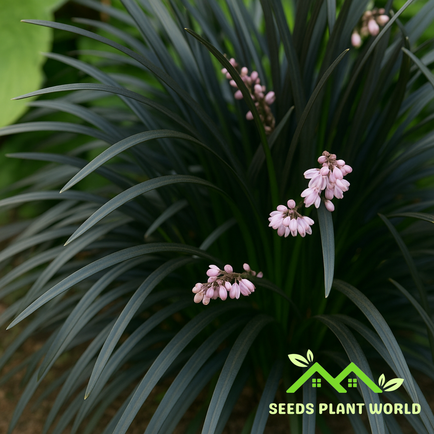 5 Ophiopogon Planiscapus Nigrescens Black Mondo Grass Seeds For Planting