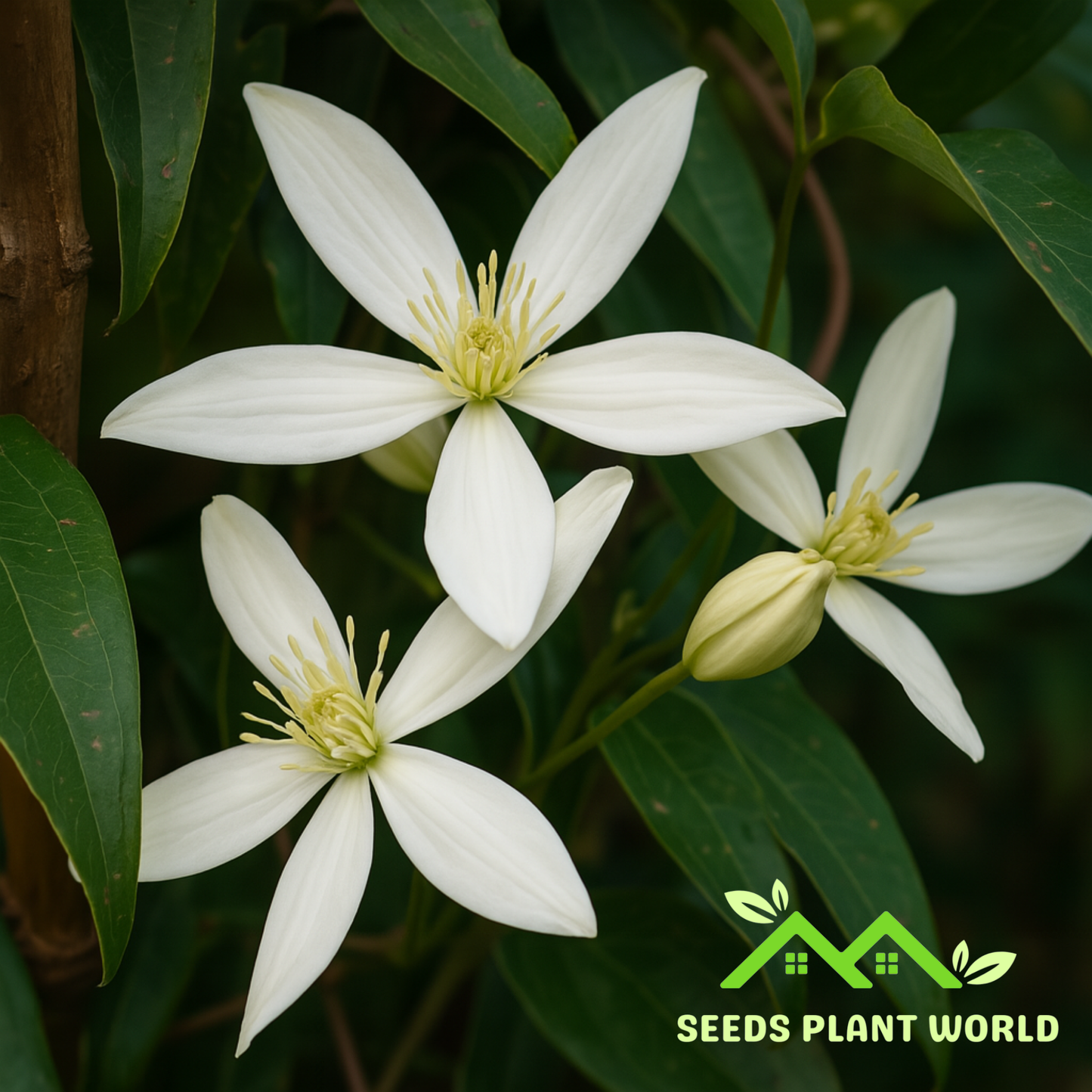 5 Clematis Armandii Evergreen Clematis Seeds For Planting