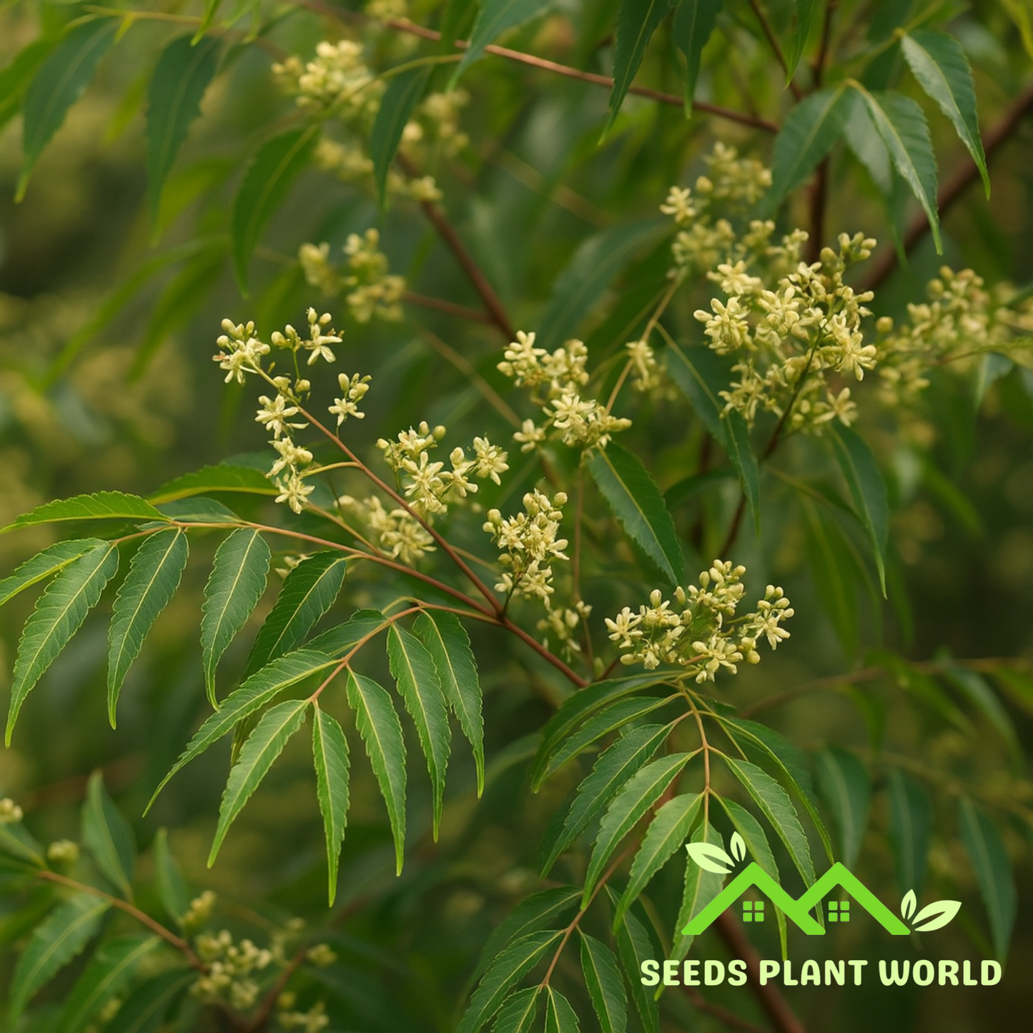 5 Azadirachta Indica Neem Tree Seeds For Planting