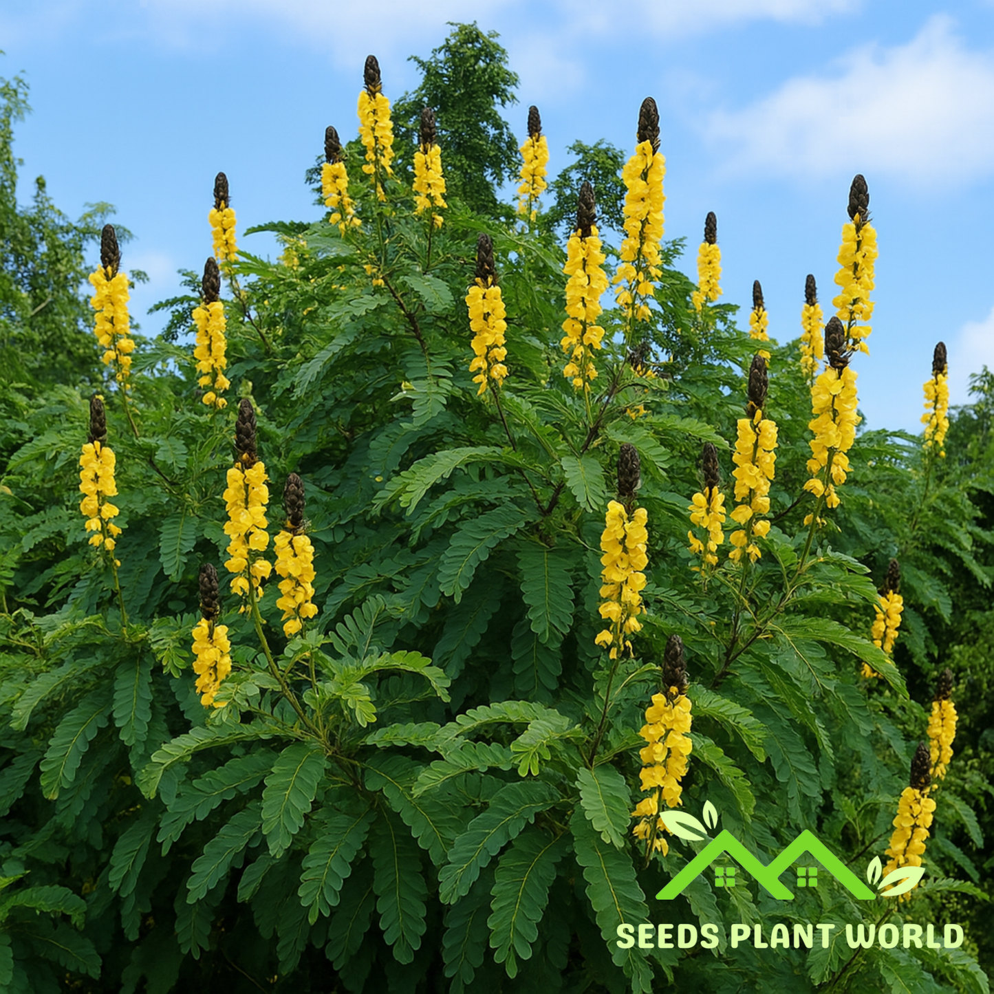 5 Cassia Didymobotrya Seeds – Popcorn Senna Yellow Flowering Shrub