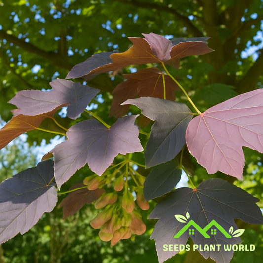 10 Acer Pseudoplatanus Purpurea Seeds – Red Leaf Sycamore Maple Tree