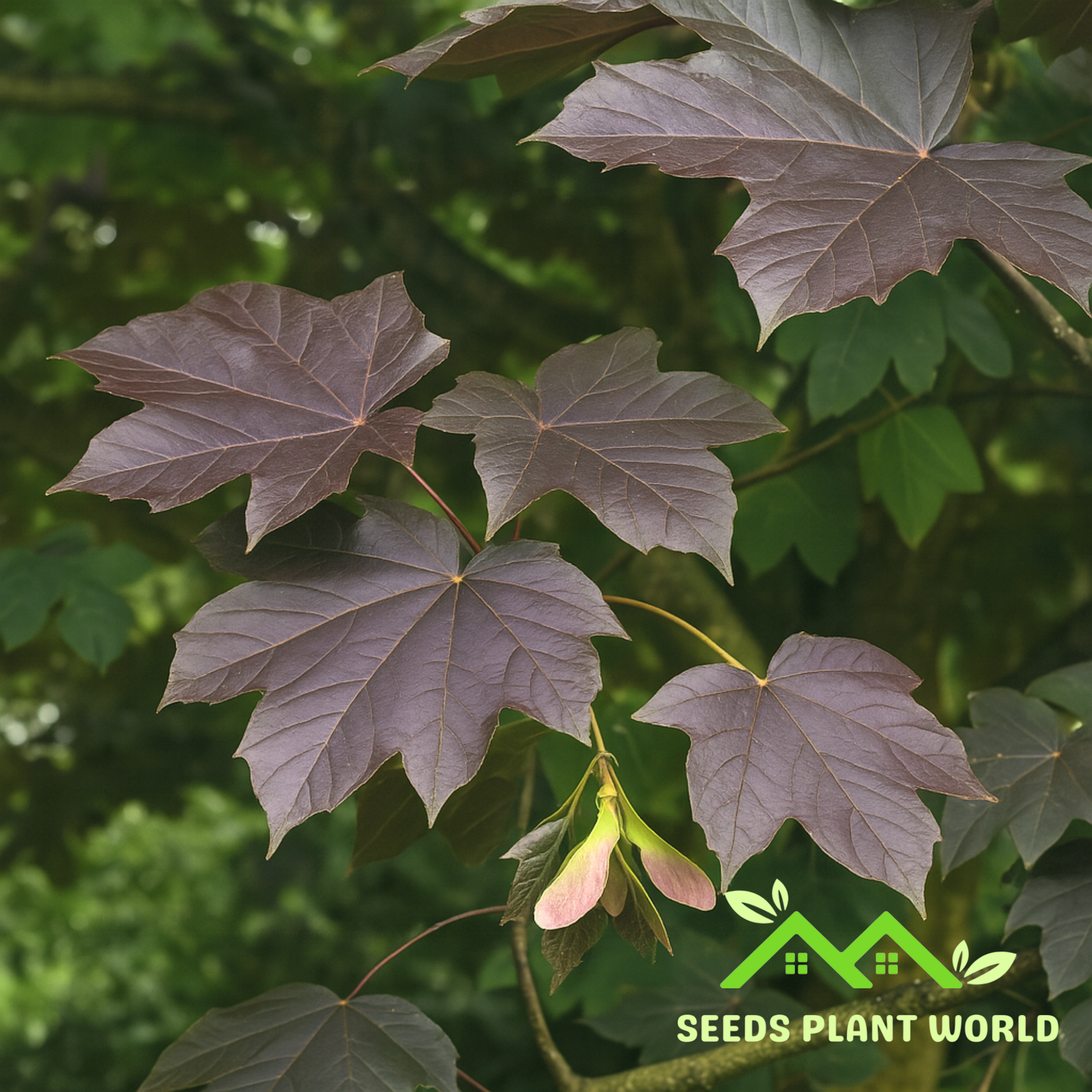 10 Acer Pseudoplatanus Purpurea Seeds – Red Leaf Sycamore Maple Tree