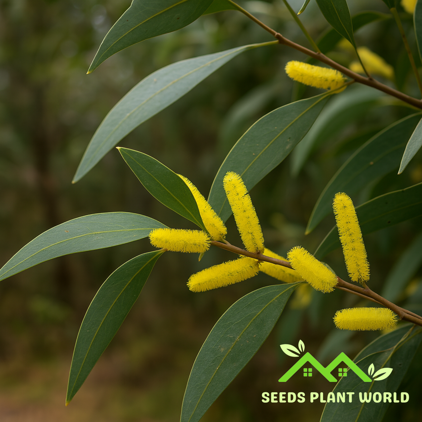 5 Acacia Crassicarpa Hardy Acacia Seeds For Planting