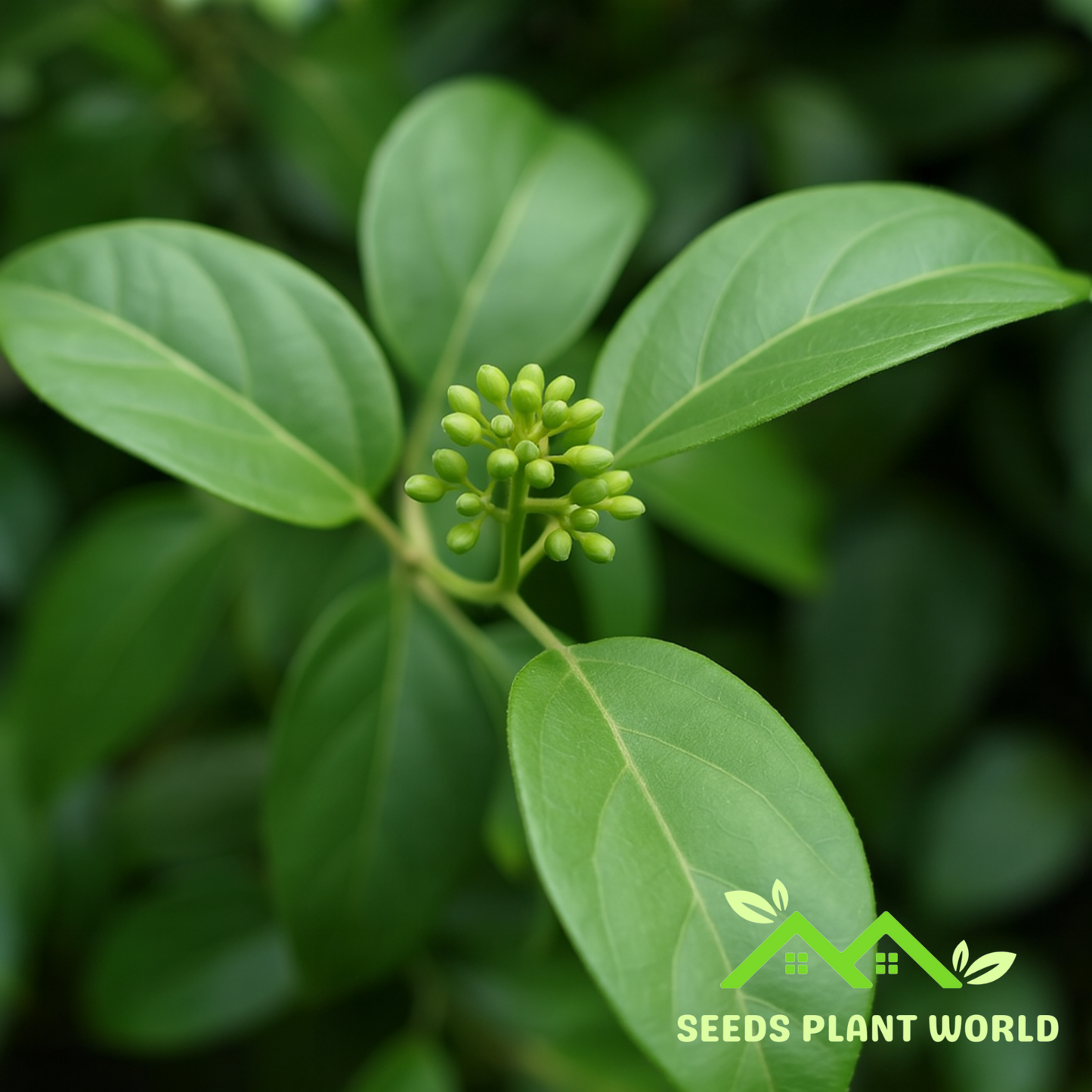 5 Gymnema Sylvestre Gymnema Herb Seeds For Planting