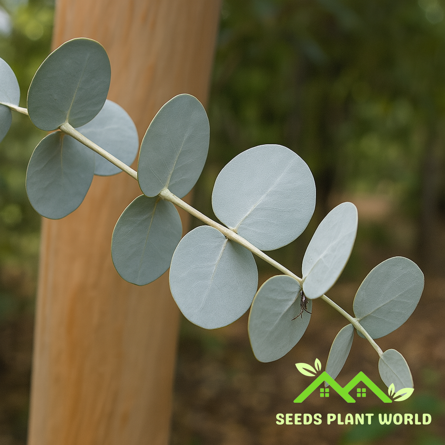 10 Eucalyptus Perriniana Spinning Gum Seeds For Planting