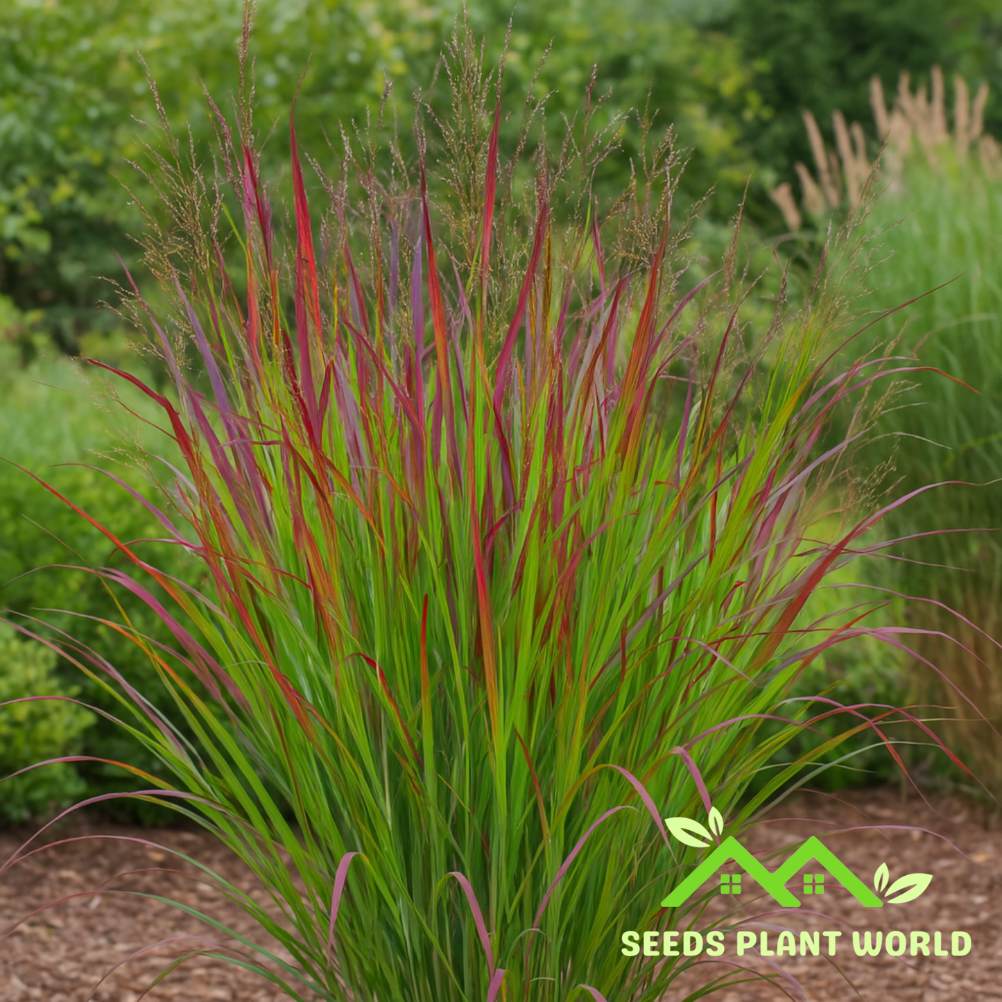 25 Panicum Virgatum Shenandoah Red Switchgrass Seeds For Planting