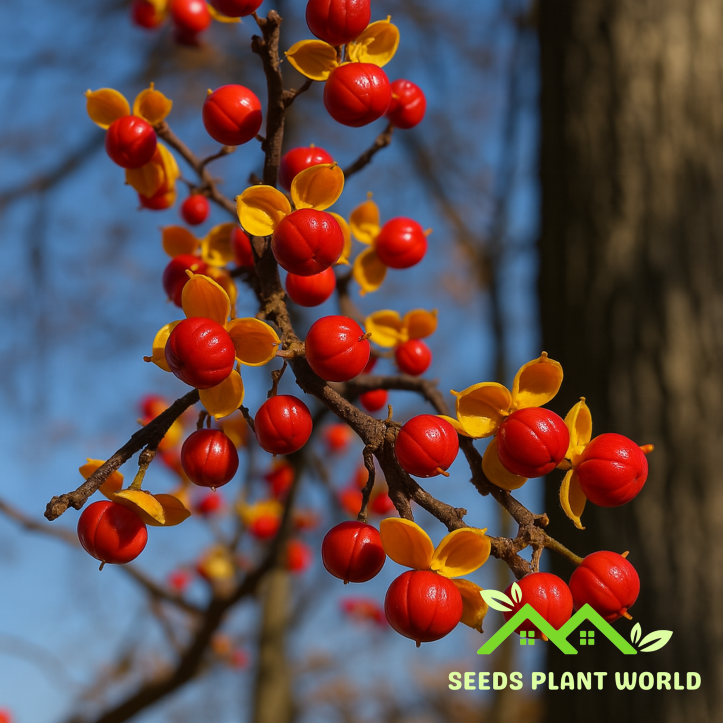 5 Celastrus Orbiculatus Bittersweet Vine Seeds For Planting