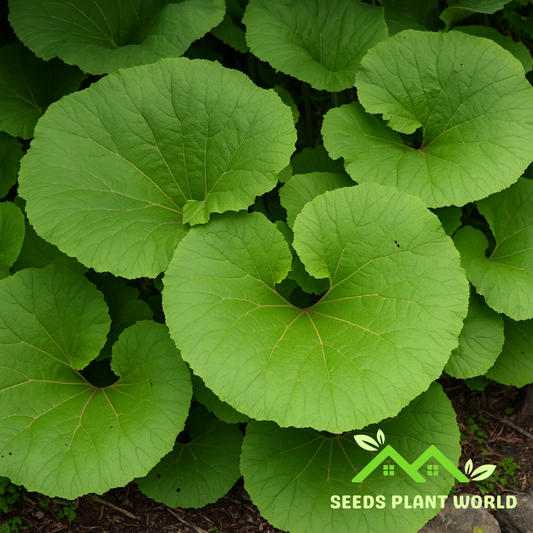 5 Petasites Hybridus Butter Burr Huge Leaves Seeds For Planting