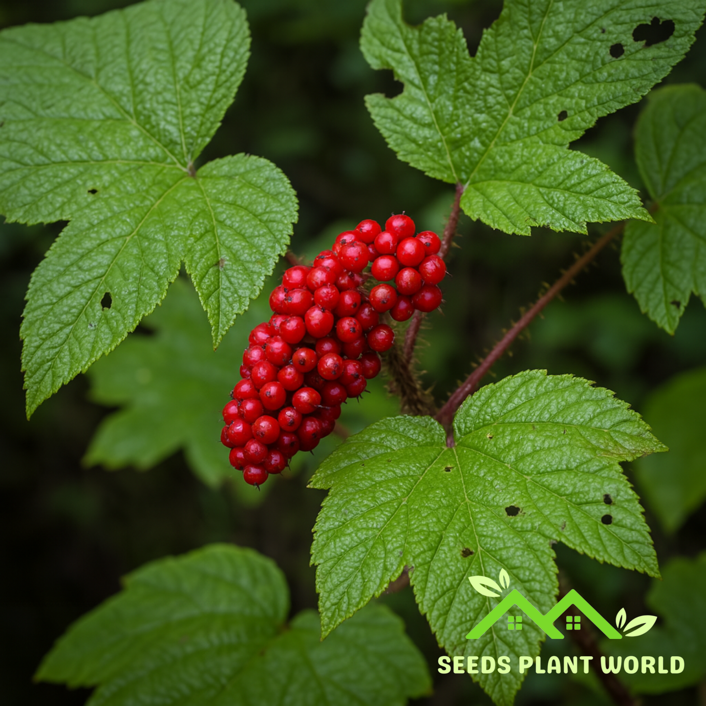 5 Devil’s Club Seeds – Rare Oplopanax Horridus | Medicinal Herb for Wild Gardens