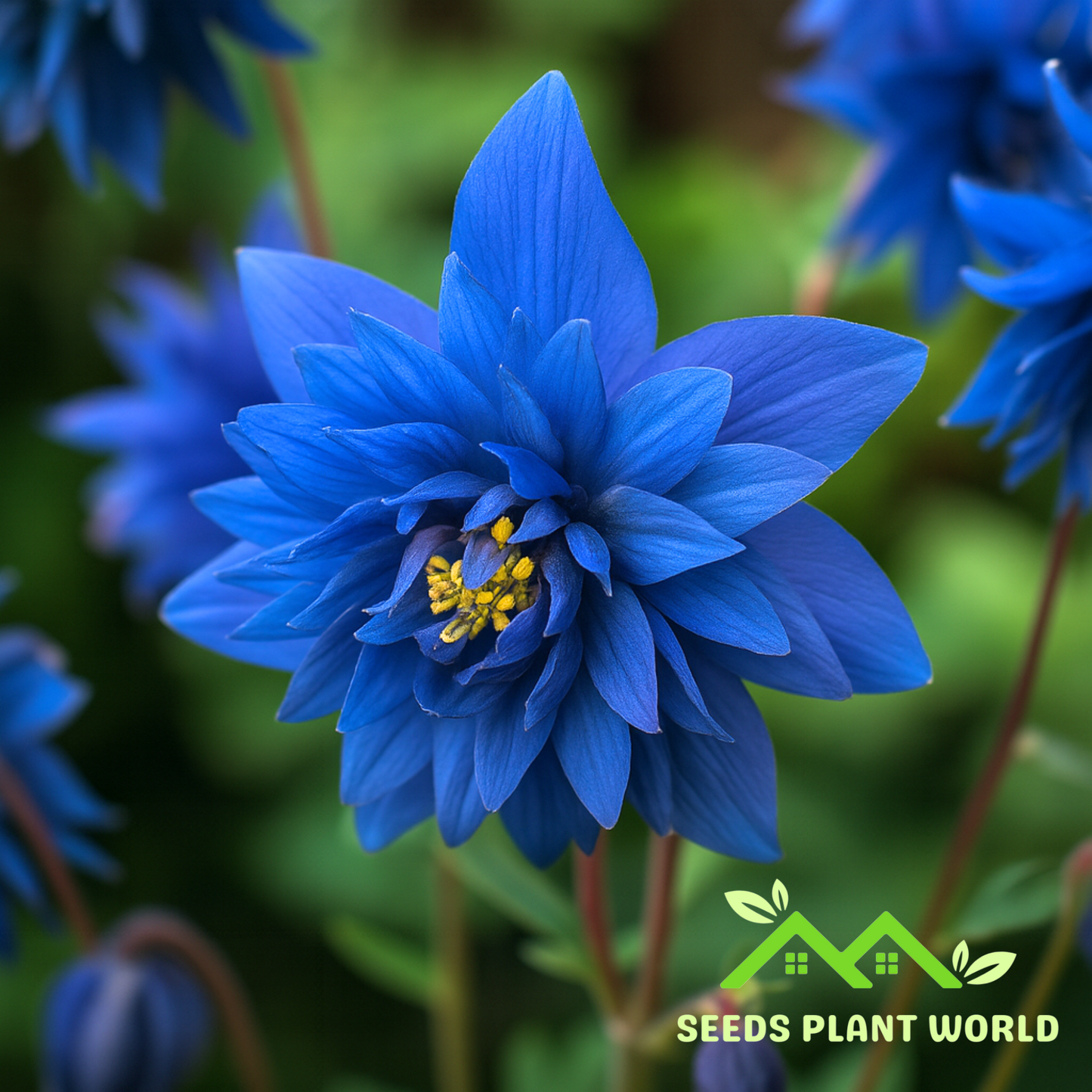 50 Barlow Blue Columbine Flower Flowers Bloom Perennial Seeds