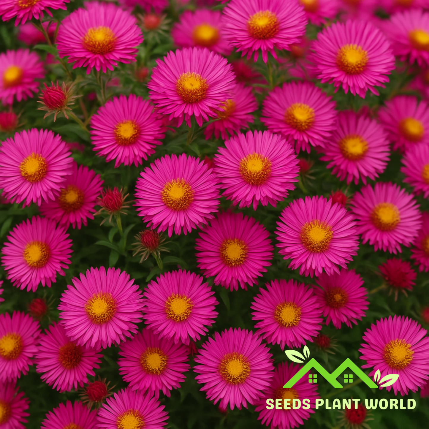 10 Aster Novae Angliae September Ruby Seeds For Planting