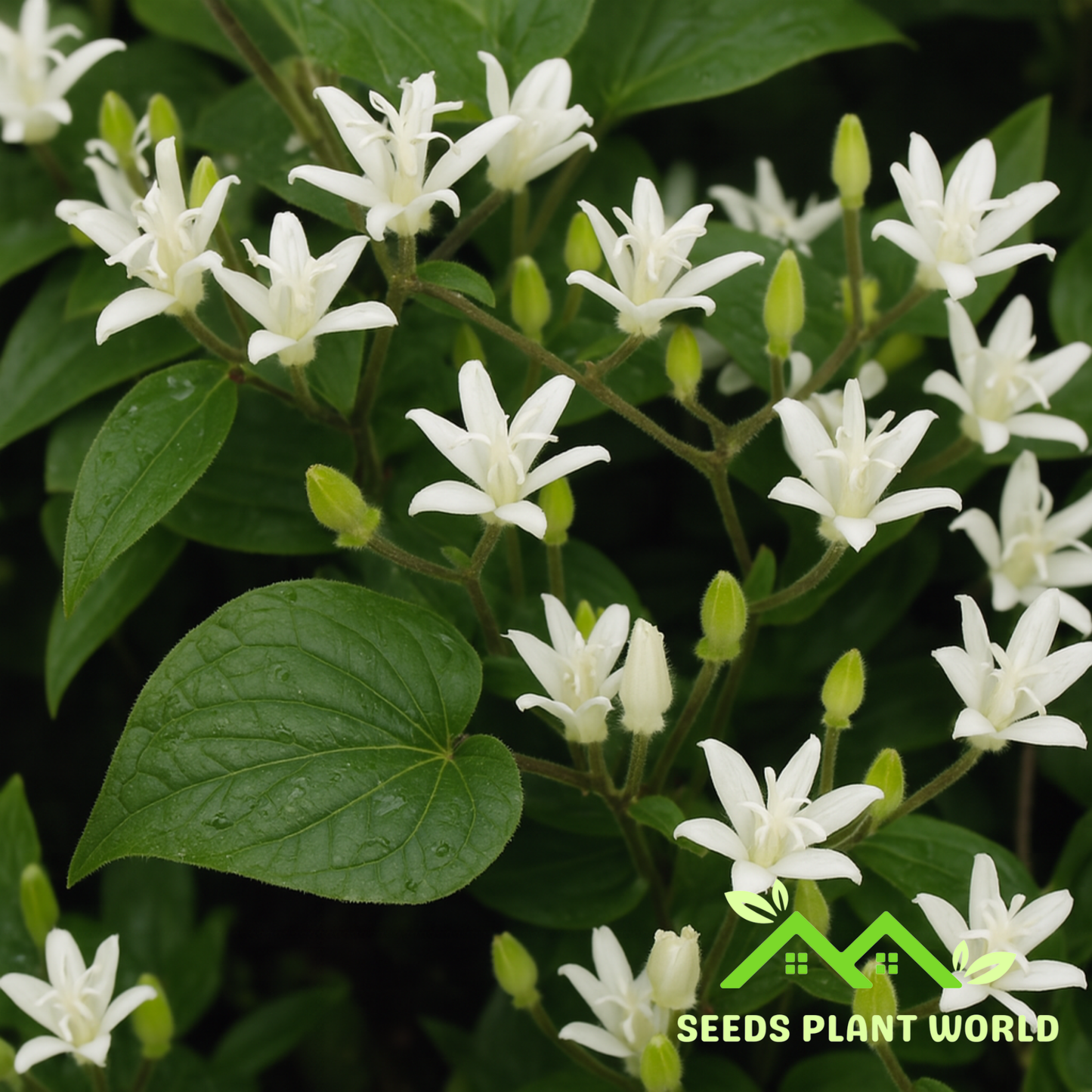 5 Tricyrtis Hirta Alba White Japanese Toad Lily Seeds For Planting