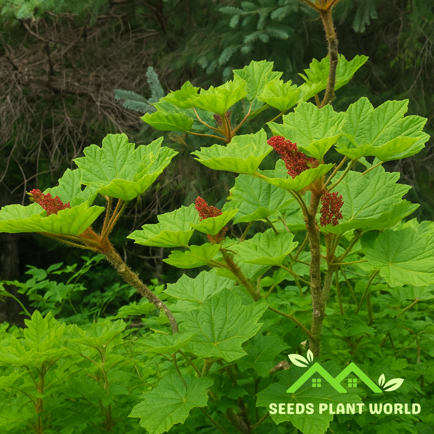 5 Devil’s Club Seeds – Rare Oplopanax Horridus | Medicinal Herb for Wild Gardens