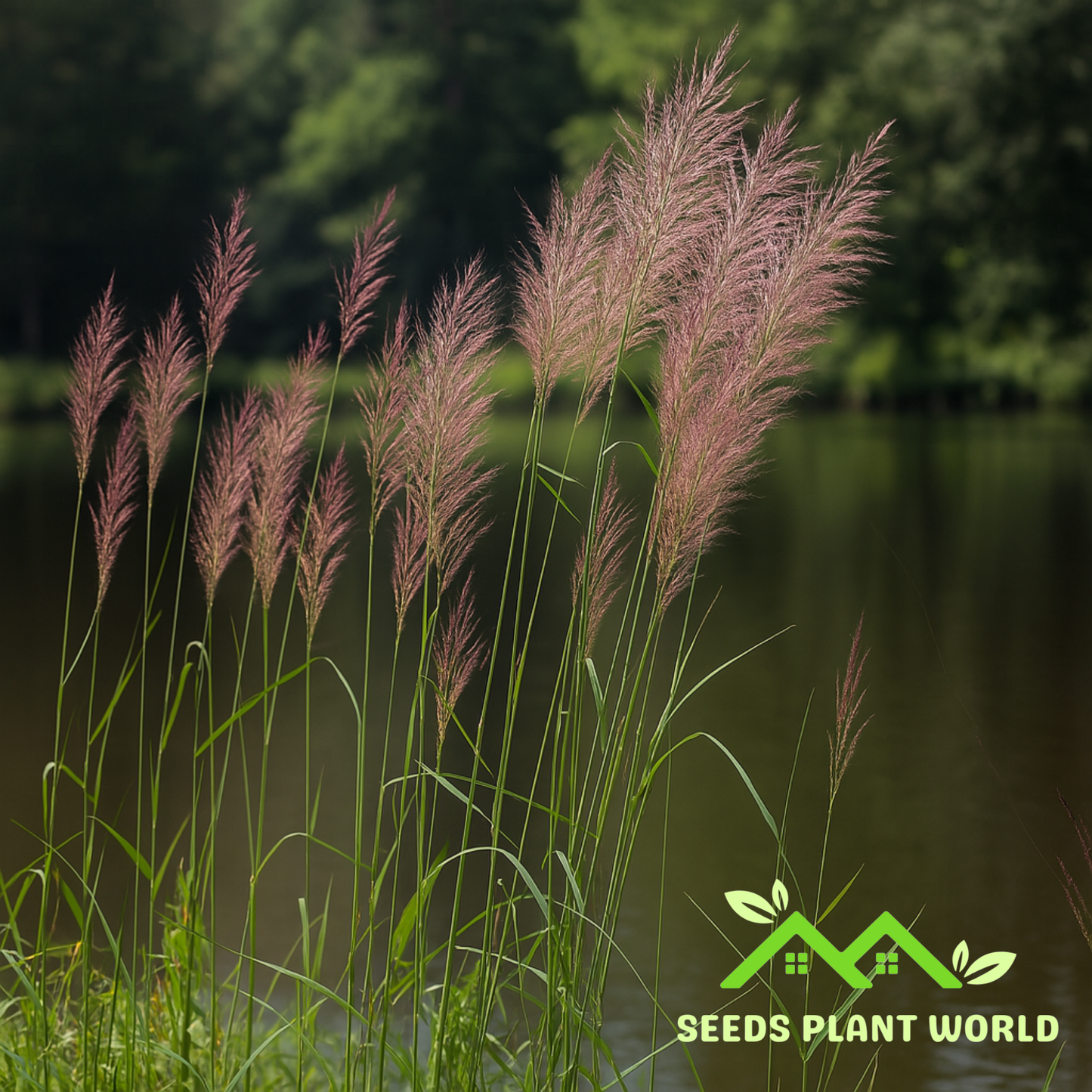 10 Saccharum Giganteum Wild Sugar Cane Grass Seeds For Planting