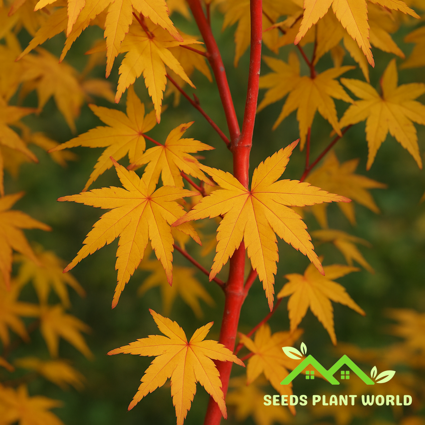 5 Acer Palmatum Sango Kaku Seeds – Coral Bark Japanese Maple Tree