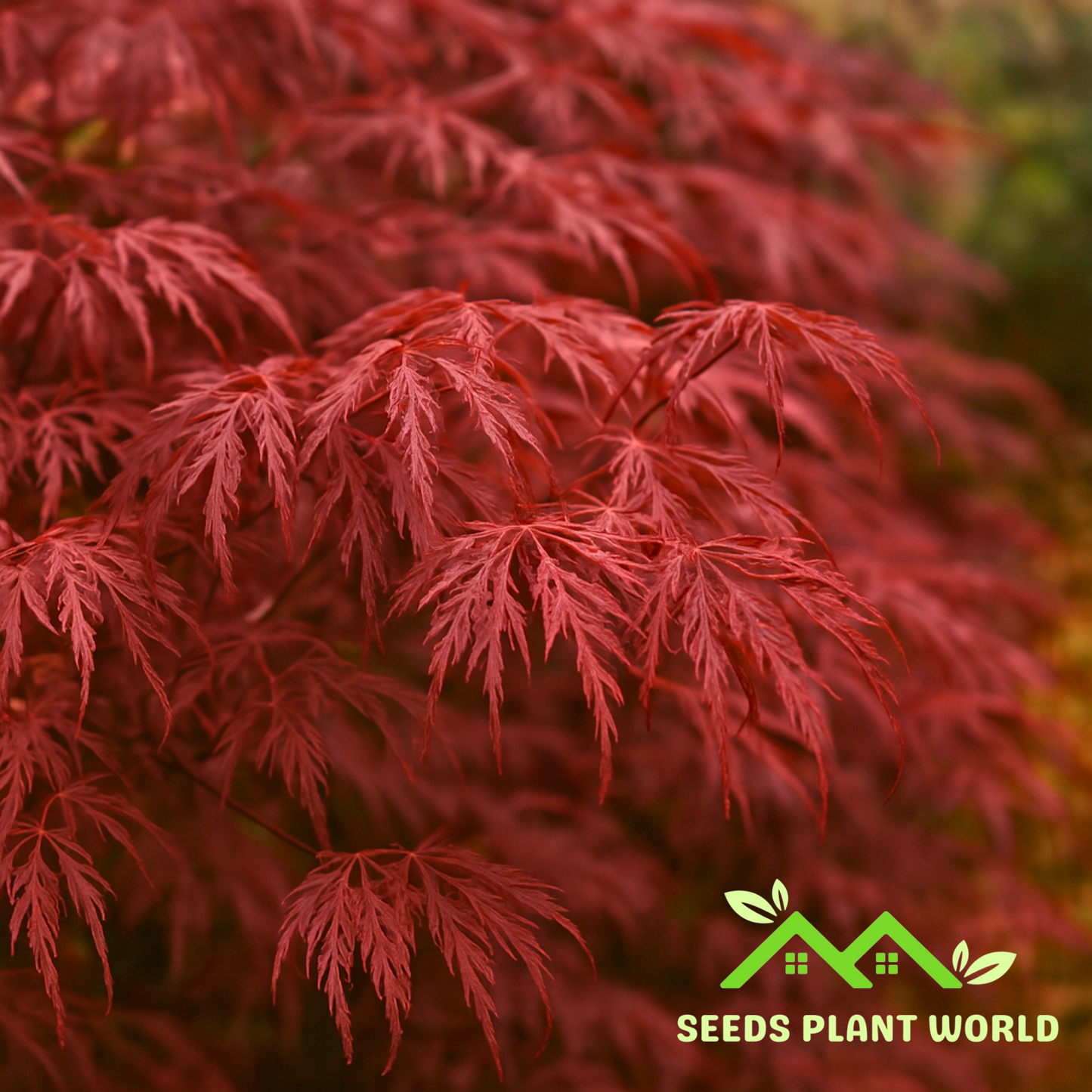 5 Acer Palmatum Dissectum Atropurpureum Red Laceleaf Japanese Maple Seeds For Planting