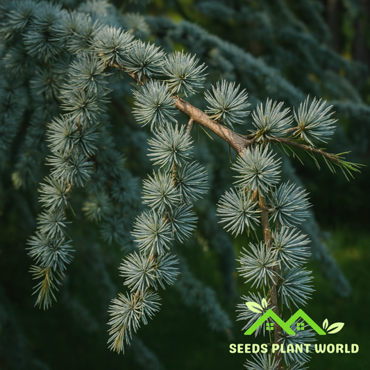 5 Cedrus Atlantica Glauca Seeds – Blue Atlas Mountain Cedar Tree Seeds