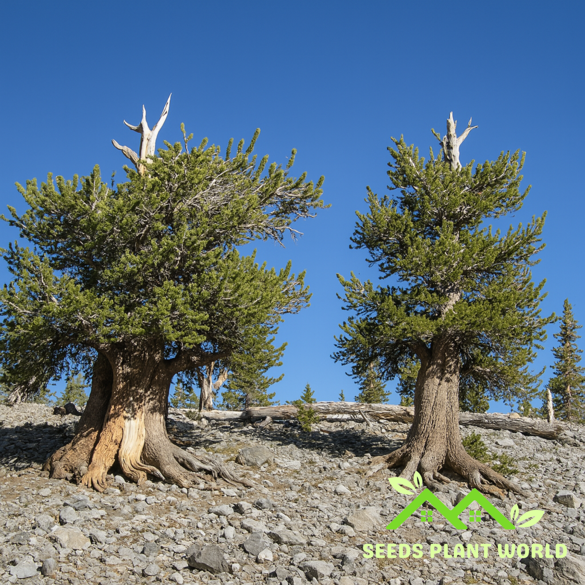 pinetree garden seeds free shipping 5 Bristlecone Pine Seeds – Ancient Pinus Longaeva Tree Seeds – Seeds Plant  World