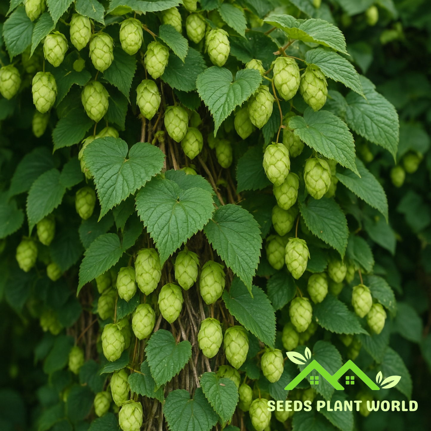 5 Cascade Hops Seeds – Humulus Lupulus Vine for Homebrewing & Garden