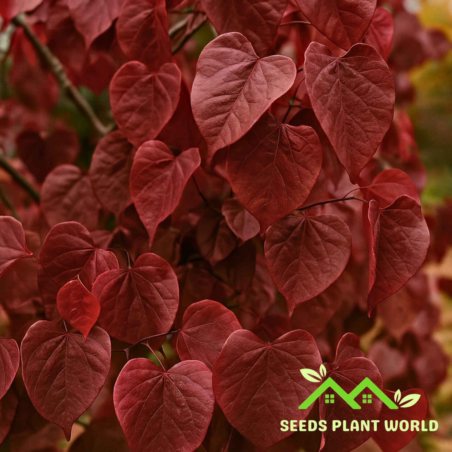 5 Cercis Canadensis Forest Pansy Red Leaved Eastern Redbud Tree Seeds For Planting