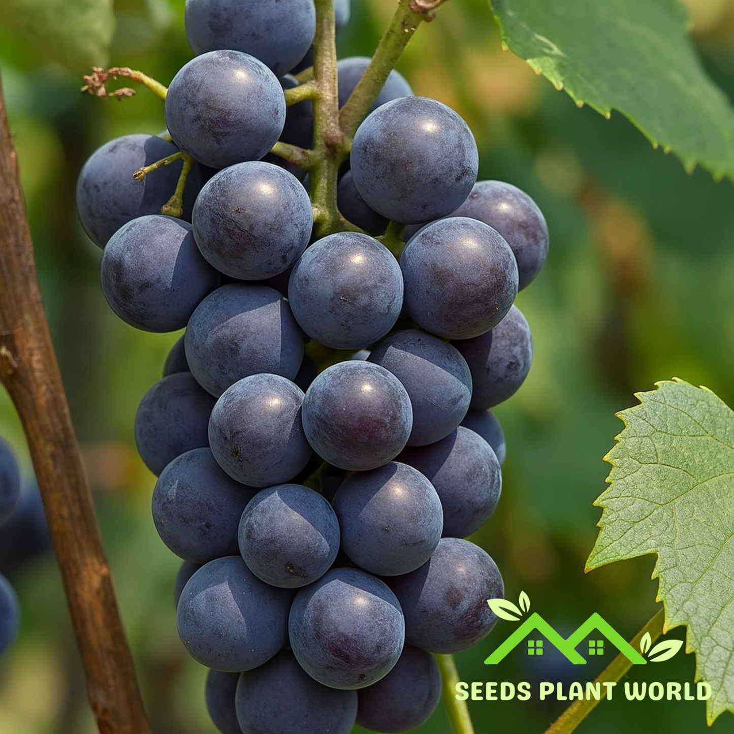 5 Vitis Labrusca Concord Grape Seeds – Heirloom American Grape Fruit for Home Growing