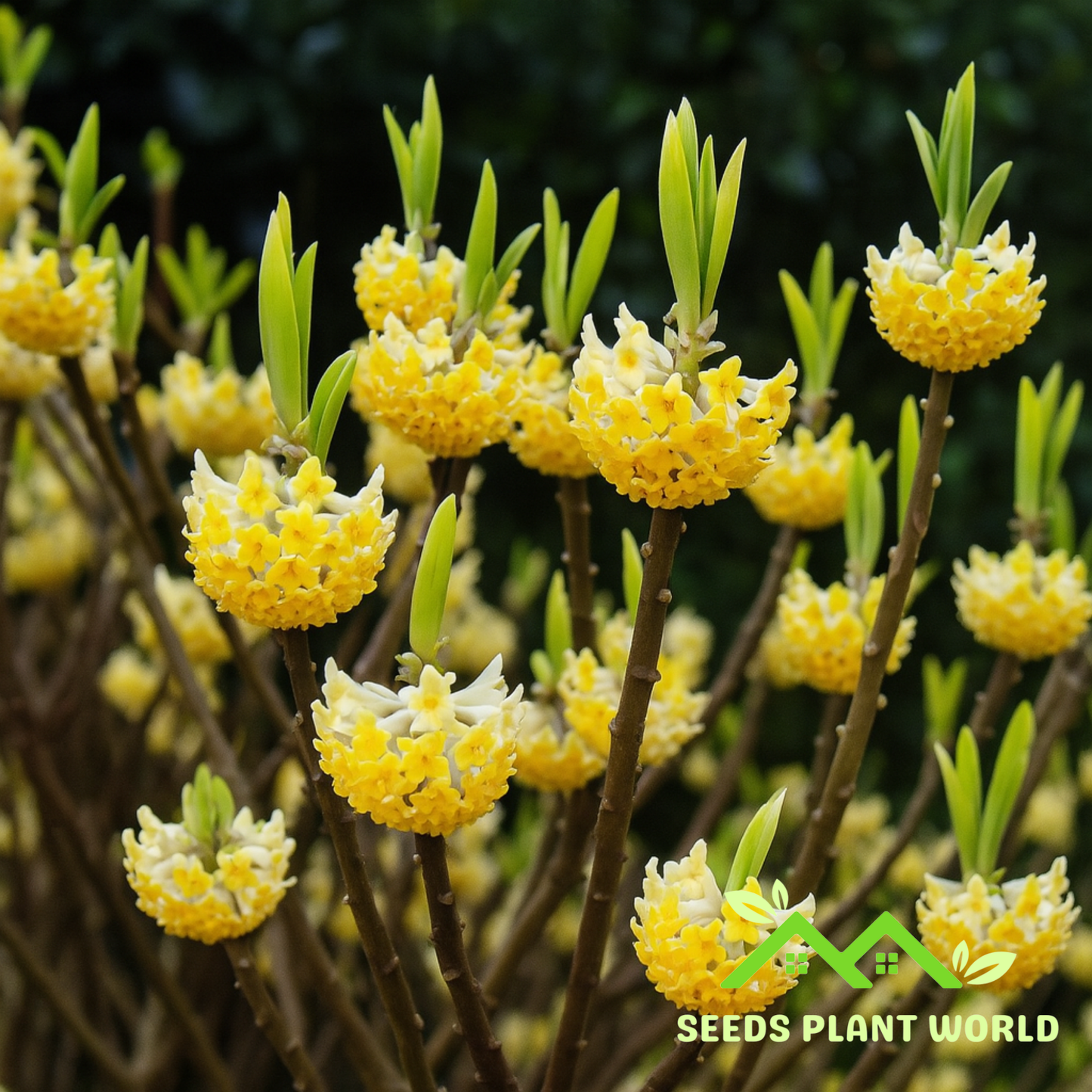 5 Edgeworthia Chrysantha Seeds – Fragrant Paperbush Yellow Winter Blooms